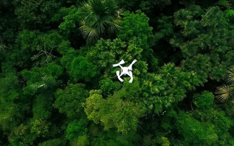 Con drones e inteligencia artificial mapean palmeras en la Amazonía a menor costo
