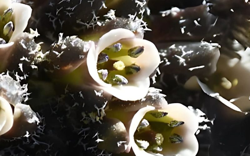 Científicos de Perú y Estados Unidos descubrieron una nueva especie de Mancoa Wedd. en Huancavelica. Con este hallazgo aumenta el número de variedades del género Brassicaceae, afirmó el Museo de Historia Natural.